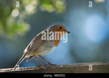 Garden Robin backlit Stock Photo - Alamy