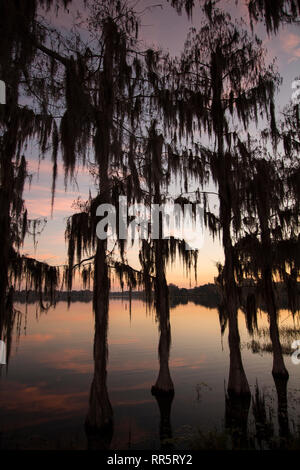 Cypress trees draped with Spanish Moss at sunrise Lake Henderson, Inverness, FL Stock Photo