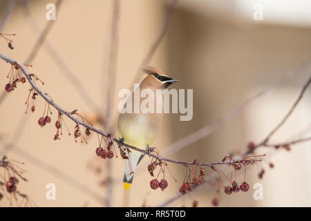 Cedar waxwing in a prairie fire crabapple tree Stock Photo