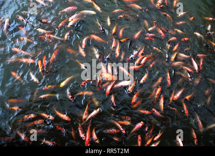 Many fish on pond Stock Photo
