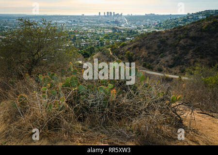 Beautiful view of Downtown Santa Monica from Runyon Canyon Park during sunset Stock Photo