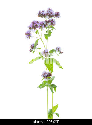 Two sprigs of flowering  Oregano (Origanum vulgare) isolated on a white background. Selective focus. Stock Photo