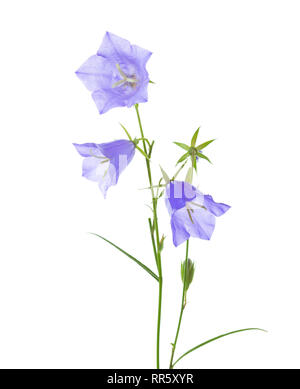 Bellflowers isolated on white background. Stock Photo