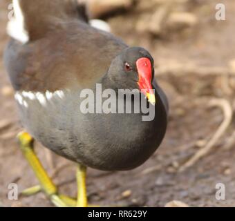 Close up Common Moorhen (Gallinula chloropus) feeding on river bank. February 2019, Gloucestershire UK Stock Photo