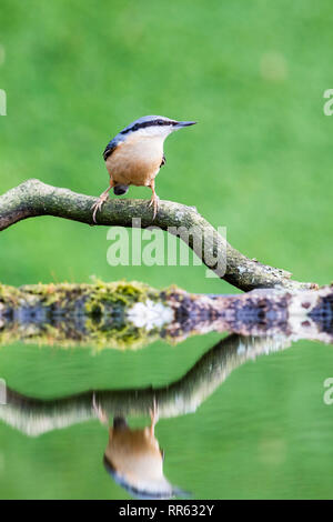 A European nuthatch in winter sunshine in mid Wales Stock Photo