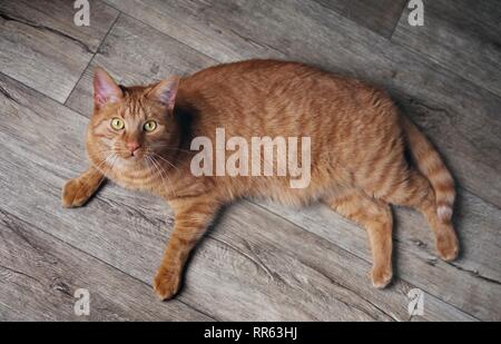 Cute ginger cat lying on a hardwood floor and looking curious up to the camera. Stock Photo