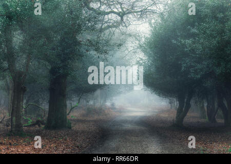 Fritham, Sloden Inclosure, New Forest, Hampshire, England, UK Stock Photo