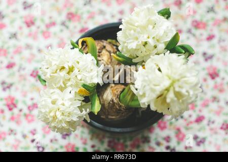 A beautiful potted home plant began to bloom from many small flowers. A pot with a plant stands on the surface with patterns of colorful flowers. Stock Photo