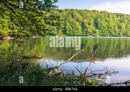 lake among the beech forest in summer. beautiful nature scenery in the ...