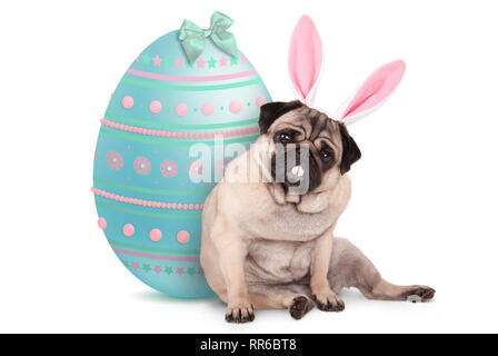 adorable cute pug puppy dog sitting down next to pastel colored easter egg, wearing bunny ears and teeth, isolated on white background Stock Photo