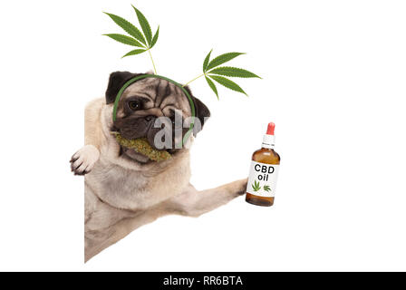 cute smiling pug puppy dog holding up bottle of CBD oil, wearing marijuana hemp leaf diadem, chewing on cannabis flowers. isolated on white background Stock Photo