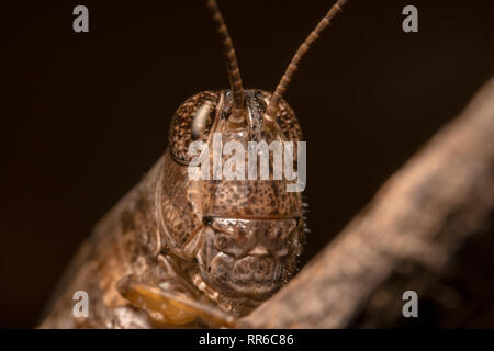 Close up Portrait shot of a Dark Brown grasshopper, locusts with sharp eyes and antennas in focus climbing on a stick with beautiful black background Stock Photo