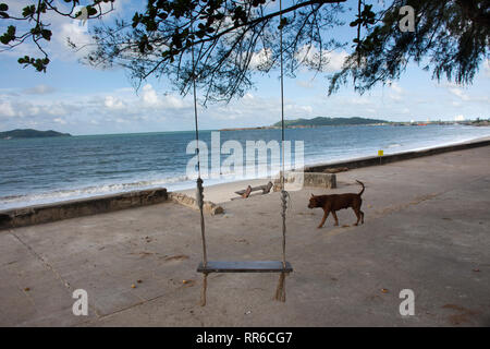 Stray Dogs playing and relax at outdoor beside beach and sea in Rayong, Thailand Stock Photo