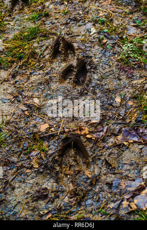 close up of deer hoof-prints in muddy soil Stock Photo