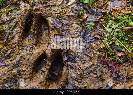 close up of deer hoof-prints in muddy soil Stock Photo