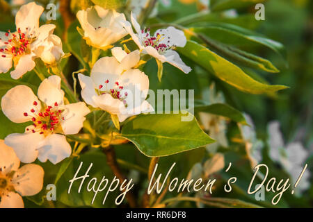 Greeting card with sign for Women’s Day. Beautiful blooming pear tree branch with white flowers and red stamens in warm sunset sunlight. Selective foc Stock Photo