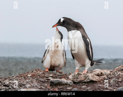 Gentoo penguin adult feeding chick in Antarctica Stock Photo