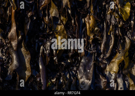 Seaweed algae brown textured pattern making nice lines and shapes with a natural textured pattern at a beach in Matanzas, Chile Stock Photo