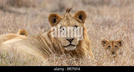 Pride of lions in the grasslands of the Masai Mara, Kenya, Africa