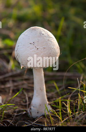 Amanita phalloides or death cap in the forest Stock Photo