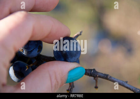 berry blackthorn on a branch with  hand and  blurred background Stock Photo