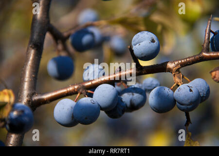 blackthorn branch with berries  a blurred background Stock Photo