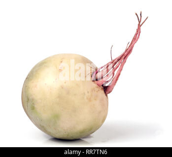 one watermelon radish isolated on white background Stock Photo