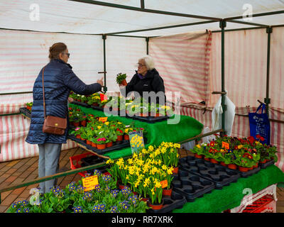 A lady gardener buying Spring Blue Lace  hardy Primula plants at a weekly market flower stall  in  North Yorkshire Stock Photo