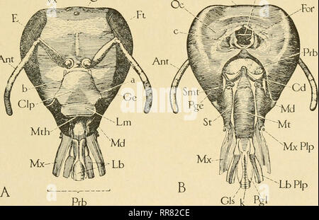 . The ABC and XYZ of bee culture; a cyclopedia of everything pertaining to the care of the honey-bee; bees, hives, honey, implements, honey-plants, etc. ... Bees. ANATOMY OF THE BEE. 605 A close examination of the sting proper shows that both the bnlb and the tapering shaft are formed of three pieces. One is dorsal {SliB and ShS) while the other two (Let) are ventral (of course only one of the latter shows in side view). Furthermore, the basal arm on each side is formed of two pieces, one of which [ShA) is continuous with the dorsal piece of the sting, while the other (Lei) is continuous with  Stock Photo