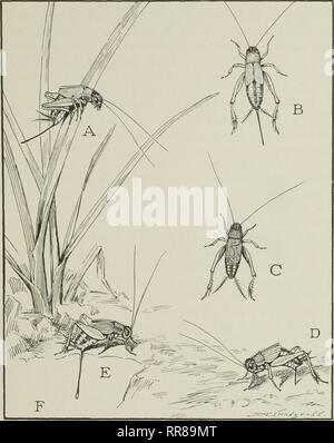 . Insects, their ways and means of living. Insects. THE GRASSHOPPER'S ...