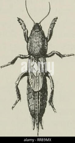 . Insects, their ways and means of living. Insects. THE GRASSHOPPER'S ...