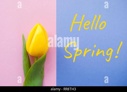 Beautiful yellow tulip on pastel grey and purple background with copyspace. Hello spring concept. Stock Photo