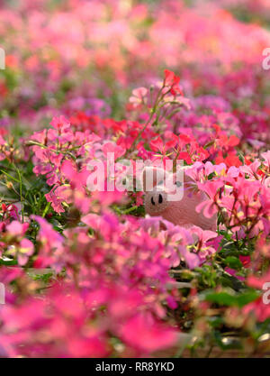 Amazing exciting scene with handmade pink piggy hide in geranium flower garden, close up shot knitted pig face among colorful spring flowers with blur Stock Photo