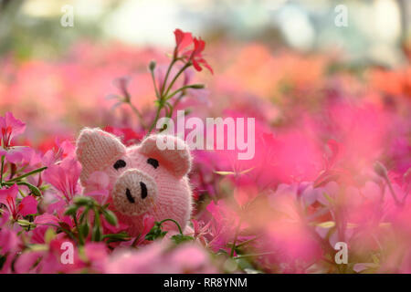 Amazing exciting scene with handmade pink piggy hide in geranium flower garden, close up shot knitted pig face among colorful spring flowers with blur Stock Photo