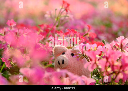 Amazing exciting scene with handmade pink piggy hide in geranium flower garden, close up shot knitted pig face among colorful spring flowers with blur Stock Photo