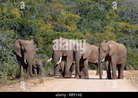 African bush elephants (Loxodonta africana), herd with elephant baby, standing on a dirt road, Addo Elephant National Park, Eastern Cape, South Africa Stock Photo