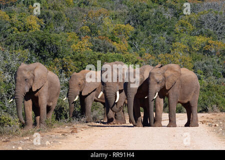African bush elephants (Loxodonta africana), herd, standing on a dirt road, Addo Elephant National Park, Eastern Cape, South Africa, Africa Stock Photo