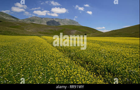 scenic view of a flowery agricultural field at Castelluccio di Norcia on a sunny  summer day Stock Photo