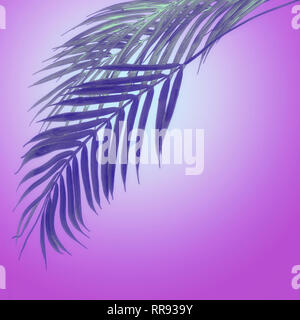 Hanging palm leaves at purple neon colors  radial gradient  background. Creative tropical layout Stock Photo