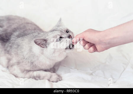 Funny cat stretches to hand of owner for a favorite delicacy. View from above. Pet food concept, pet care Stock Photo
