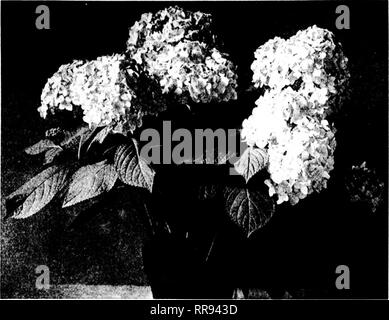 . Florists' review [microform]. Floriculture. 32 The Florists^ Review ^ AraiL 20. 1922. Hydrangea E. G. Hill. f^ood r(ii]i|M&gt;&gt;t. cdTit a ill 111^ ^iiii;i' Ixiiic nioai .•iiiii iild (-(iw iiiiiiiui'c. 'I'licN' ;in' kt.']it, ill &gt;li;i(l(' :iiii| syriiif^fd oic;isi(iii ally iiiiiil rcMit ;ii'ti(iii !&gt;? rc&gt;niuril; tlicii tln'N .iir jiL-iccd in :i siiiiiiy ^pdl where tlii'v (?;iii It cisily jircit iM't I'd trom liray r.'iins .-1111! sii.-tip I'rosts. I'litil rstaii- lislird in the juits, they are watirid fri'tdy; tiii'ii the wafer siii)]i]y is jiiad- iially ledncrd. The ereat object Stock Photo