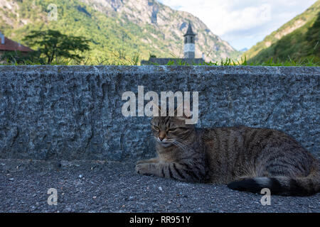 European shorthair cat is relaxin on the street in Bignasco, Ticino - Switzerland Stock Photo