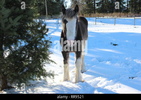 Clydesdale Weanling Stock Photo