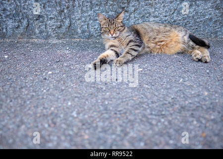European shorthair cat is relaxing on the street in Bignasco, Ticino - Switzerland Stock Photo
