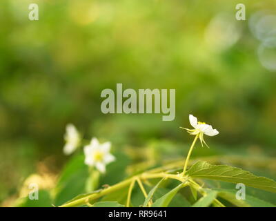 Flower of Flacourtia rukam Tree with Natural Morning Light and Green Nature Background in Thailand Stock Photo