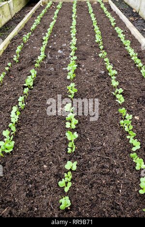 Looking down a raised vegetable bed with wooden sides five rows of green seedling pea shoots are growing in straight green lines in a soil of fresh mi Stock Photo