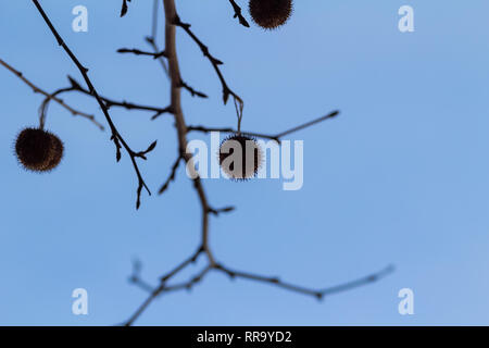 Autumn silhouettes of leave less branches against the blue sky Stock Photo