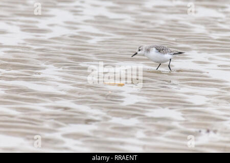 A little sandlerling (calidris alba) is searching for food on the beach at low tide. Stock Photo