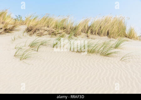 Rippled white sand dunes with marram grass growing on top on a sunny day and a blue sky above. Coastal landscape near Ouddorp in the Netherlands. Stock Photo