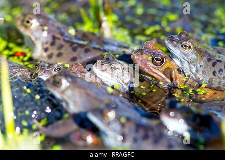 25th Feb 2019. Masses of Common frogs (Rana temporaria) congregate today among piles of spawn in East Sussex, UK. Credit: Ed Brown/Alamy Live News
